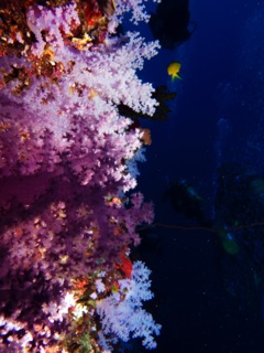 Great White Wall